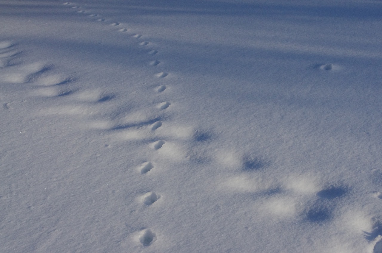 10 Tips for Reducing Your Travel Carbon Footprint